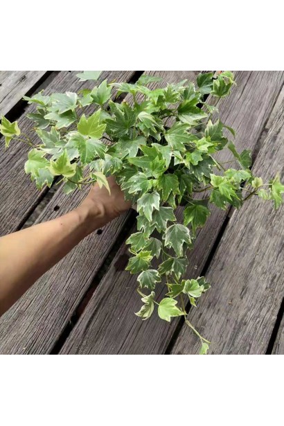 Hedera helix White Ripple в горщику